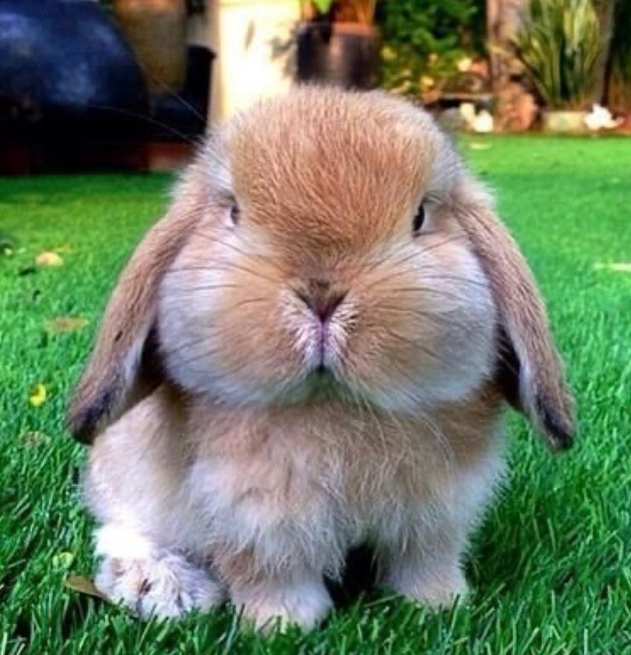 E-  Chubby Bunny Silicone Focal Bead, Easter Focal Bead